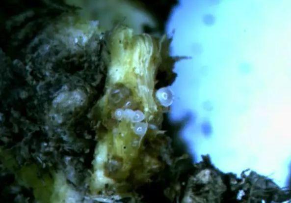 40种可怕的害螨(附高清图)