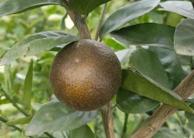 40种可怕的害螨(附高清图)