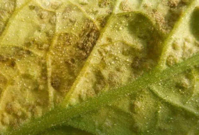 40种可怕的害螨(附高清图)