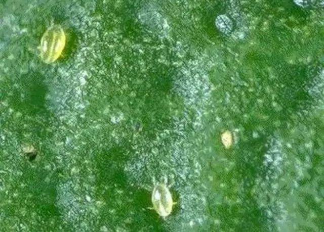 40种可怕的害螨(附高清图)