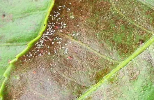 40种可怕的害螨(附高清图)