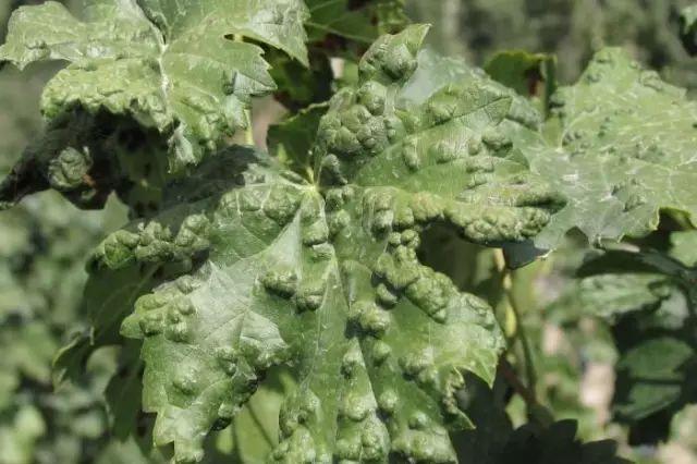 40种可怕的害螨(附高清图)