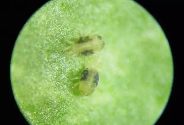 40种可怕的害螨(附高清图)