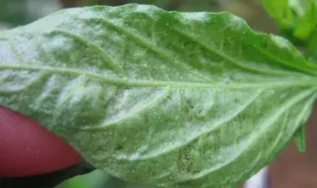 40种可怕的害螨(附高清图)