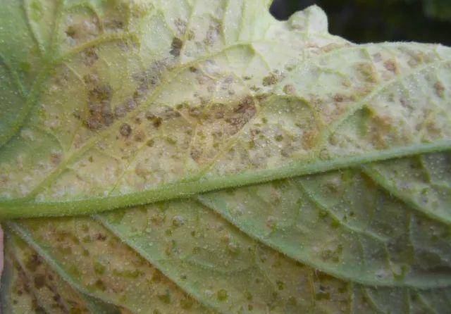 40种可怕的害螨(附高清图)