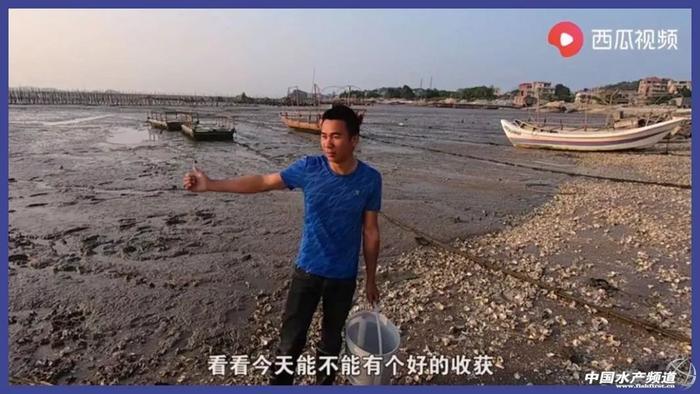 让几千万年轻人沉迷的赶海视频到底有多上头?