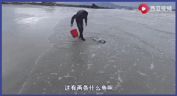 让几千万年轻人沉迷的赶海视频到底有多上头?