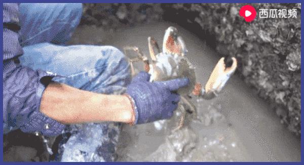 让几千万年轻人沉迷的赶海视频到底有多上头?