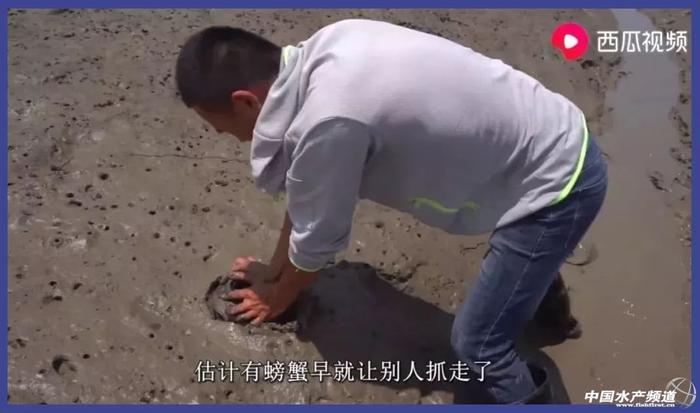 让几千万年轻人沉迷的赶海视频到底有多上头?