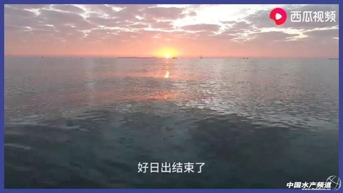 让几千万年轻人沉迷的赶海视频到底有多上头?