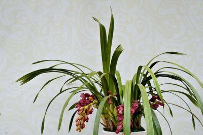 ​大花蕙兰出花苞后如何管理，有花苞了怎么浇水
