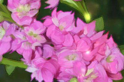 ​宿迁适合养什么花，市花和市树是什么