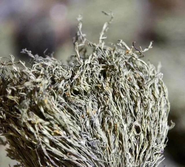 个头不足10厘米，市价800元一斤，野生不多见，见过都说奢侈