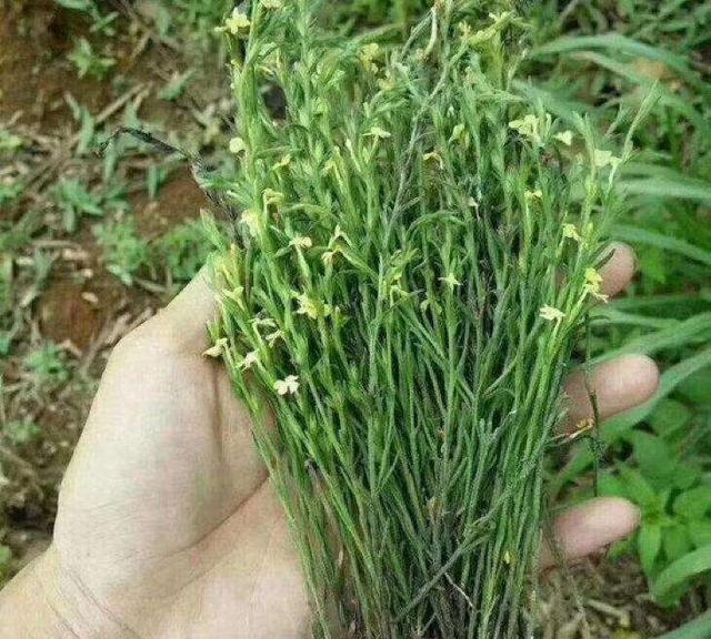 个头不足10厘米，市价800元一斤，野生不多见，见过都说奢侈