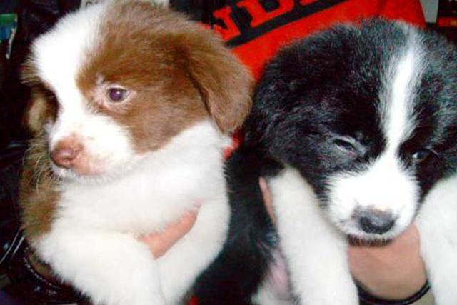 活泼可爱的边牧,我们在选择的时候,应该如何去鉴别这个品种