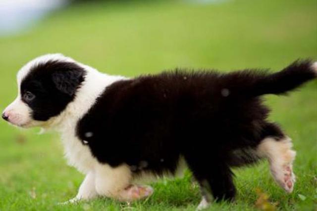 活泼可爱的边牧,我们在选择的时候,应该如何去鉴别这个品种