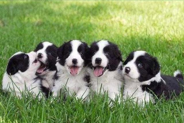 活泼可爱的边牧,我们在选择的时候,应该如何去鉴别这个品种