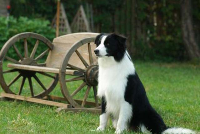活泼可爱的边牧,我们在选择的时候,应该如何去鉴别这个品种