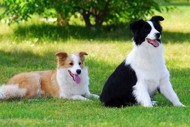 活泼可爱的边牧,我们在选择的时候,应该如何去鉴别这个品种