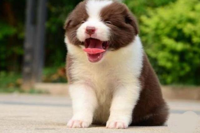 活泼可爱的边牧,我们在选择的时候,应该如何去鉴别这个品种