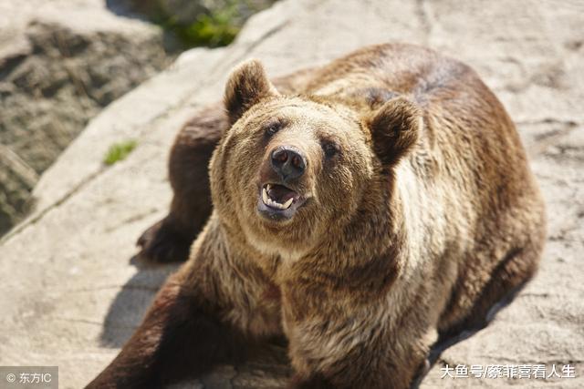 清代的人贩子有多狠毒:把小孩活活剥掉皮,做成狗来表演赚钱