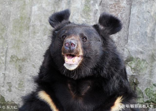 清代的人贩子有多狠毒:把小孩活活剥掉皮,做成狗来表演赚钱