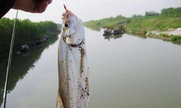虾皮串钩钓大翘嘴技巧,没钓过大翘嘴,不是鱼少,而是钓法不对