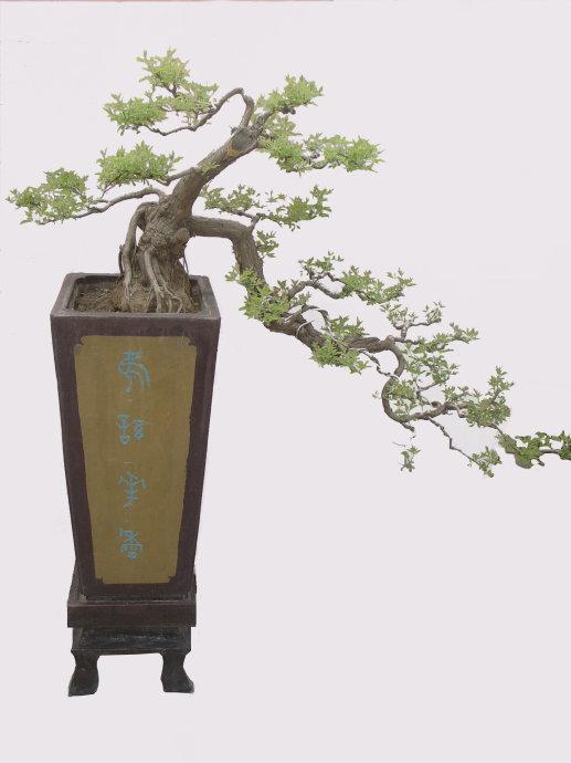 农村这树遍地是,长得快又皮实,做成盆景却价值不菲!