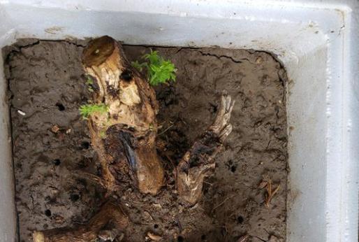 农村这树遍地是,长得快又皮实,做成盆景却价值不菲!