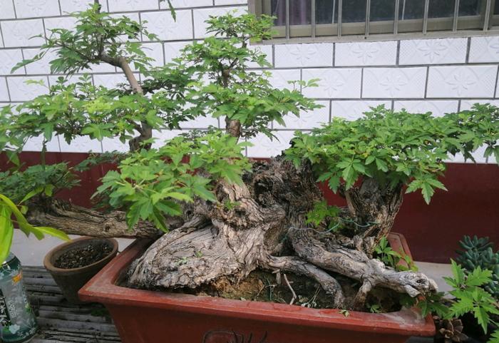 农村这树遍地是,长得快又皮实,做成盆景却价值不菲!