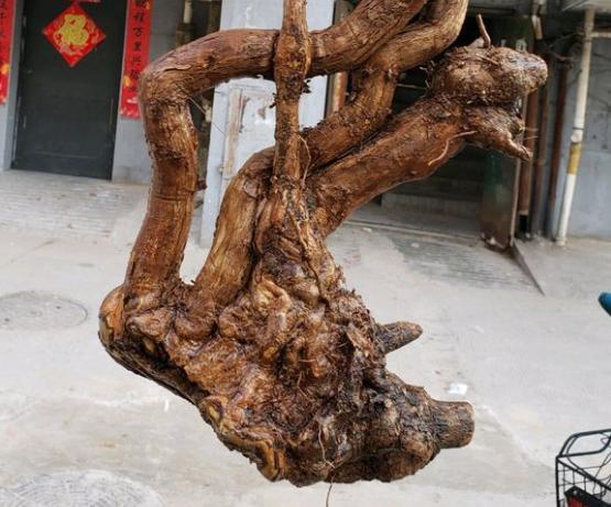 农村这树遍地是,长得快又皮实,做成盆景却价值不菲!