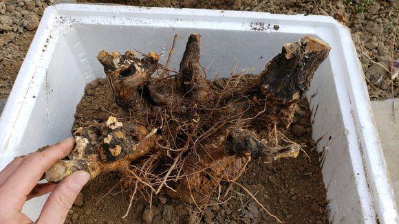 农村这树遍地是,长得快又皮实,做成盆景却价值不菲!