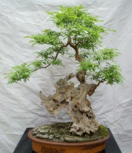 农村这树遍地是,长得快又皮实,做成盆景却价值不菲!