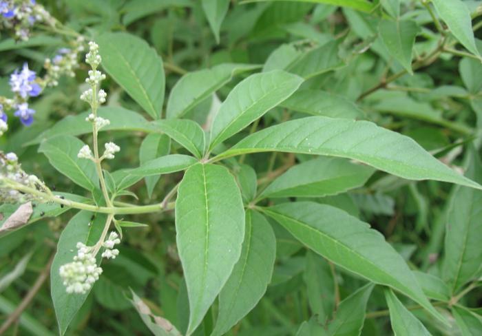 农村这树遍地是,长得快又皮实,做成盆景却价值不菲!