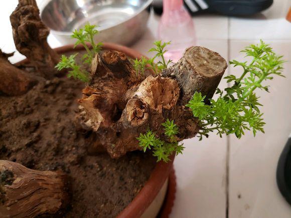 农村这树遍地是,长得快又皮实,做成盆景却价值不菲!