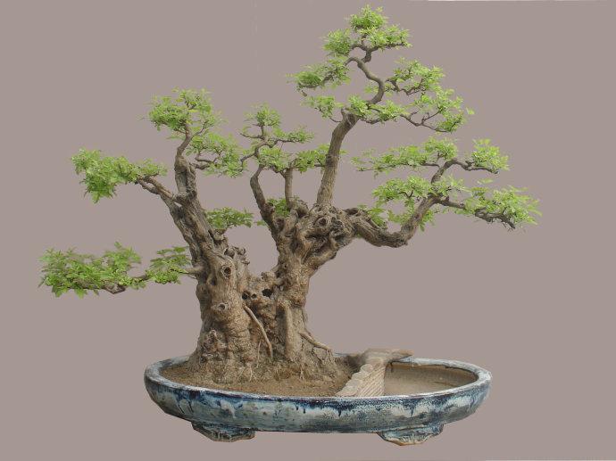 农村这树遍地是,长得快又皮实,做成盆景却价值不菲!