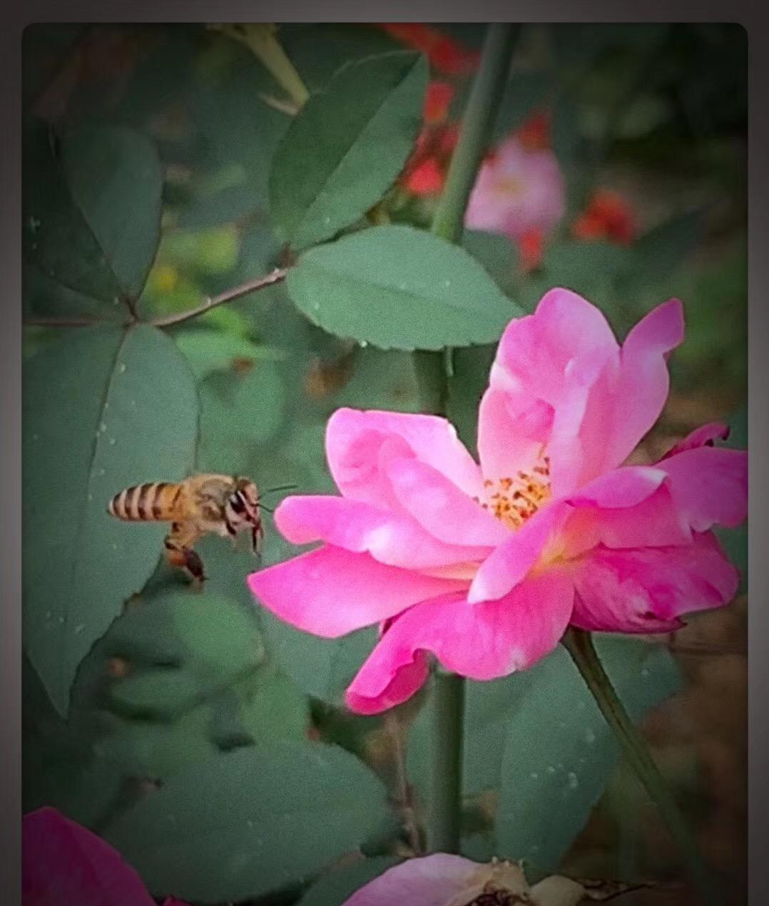 舍命产子网红去世又是一起以母爱之名的“绑架”事件