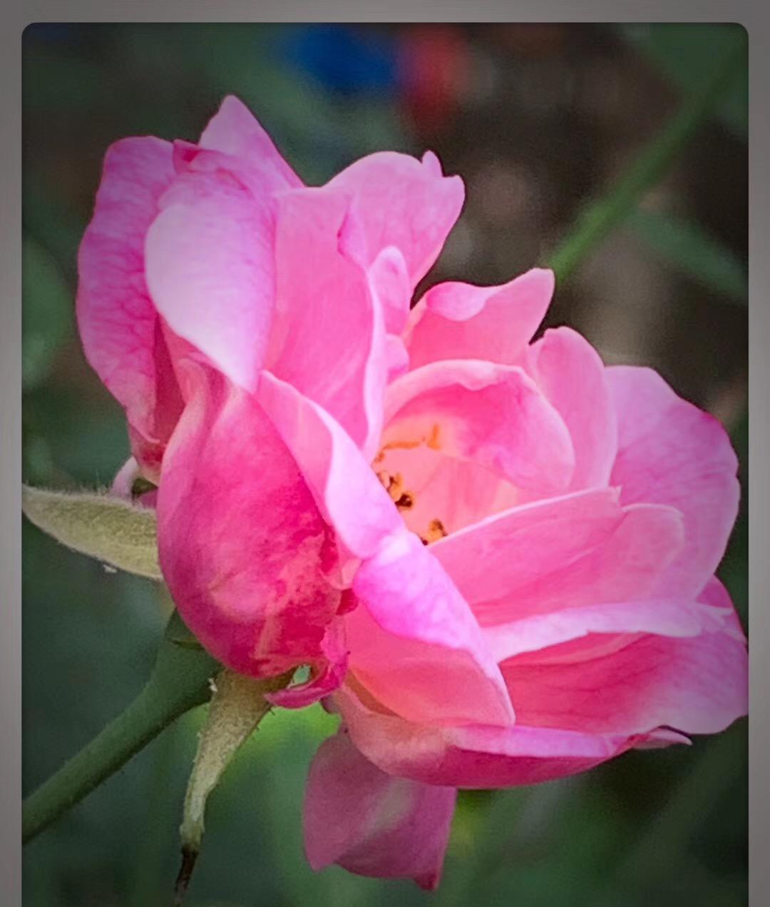 舍命产子网红去世又是一起以母爱之名的“绑架”事件