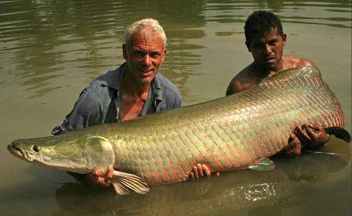 男子捕鱼却离奇失踪，妻子说是水妈妈美人鱼所为，专家为其揭秘