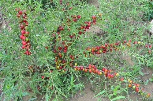 人称“钙果”，种的越久产量就越高，能吃还有观赏，是“赚钱果”