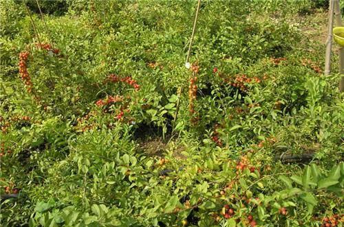 人称“钙果”，种的越久产量就越高，能吃还有观赏，是“赚钱果”