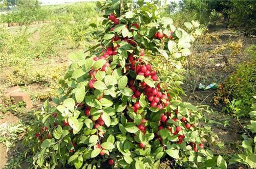 人称“钙果”，种的越久产量就越高，能吃还有观赏，是“赚钱果”