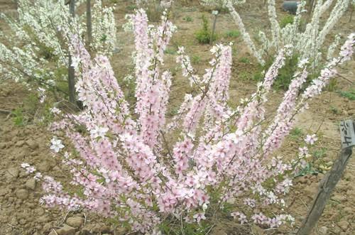 人称“钙果”，种的越久产量就越高，能吃还有观赏，是“赚钱果”