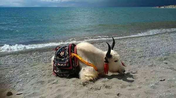 灵魂超越-纳木错!,不可不知的秘密