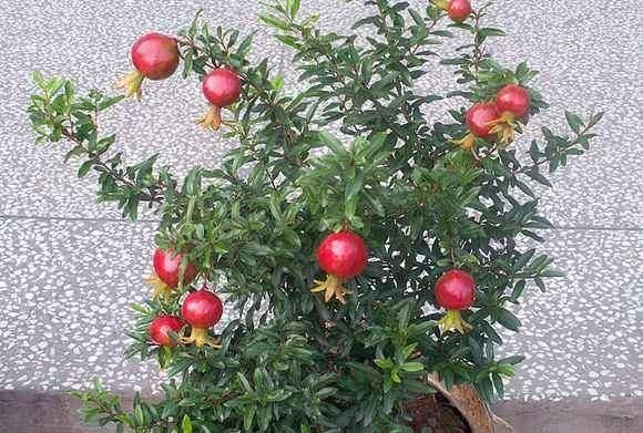 石榴盆景主干上缺乏侧枝，这样做巧妙解决，来看看吧！