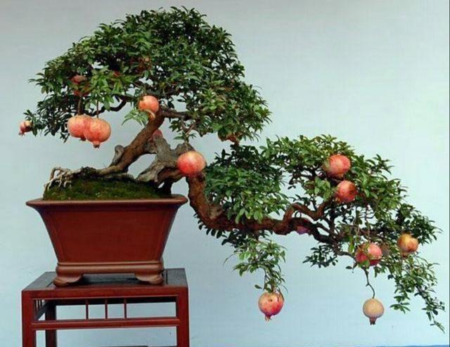 石榴盆景主干上缺乏侧枝，这样做巧妙解决，来看看吧！