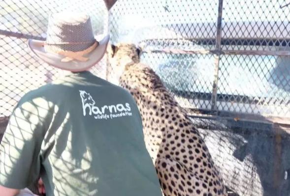 纳米比亚的哈纳斯动物保护基地当了两周的志愿者，堪称此生巅峰