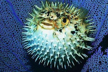 揭秘世界上长相奇丑、百年罕见的3种鱼, 在我国也有, 你见过吗?