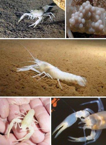 十大最神秘无眼动物:“人鱼”洞螈可活百年