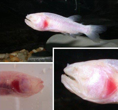 十大最神秘无眼动物:“人鱼”洞螈可活百年